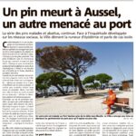 20190917 – NICE MATIN – Un pin se meurt