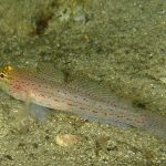 gobius_xanthocephalus-fa-img_21