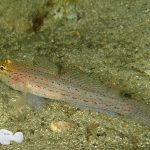 gobius_xanthocephalus-fa-img_21_image1200