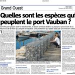 NICE MATIN quelles especes habitent dans le port